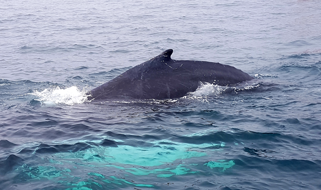 Whale watching in Digby