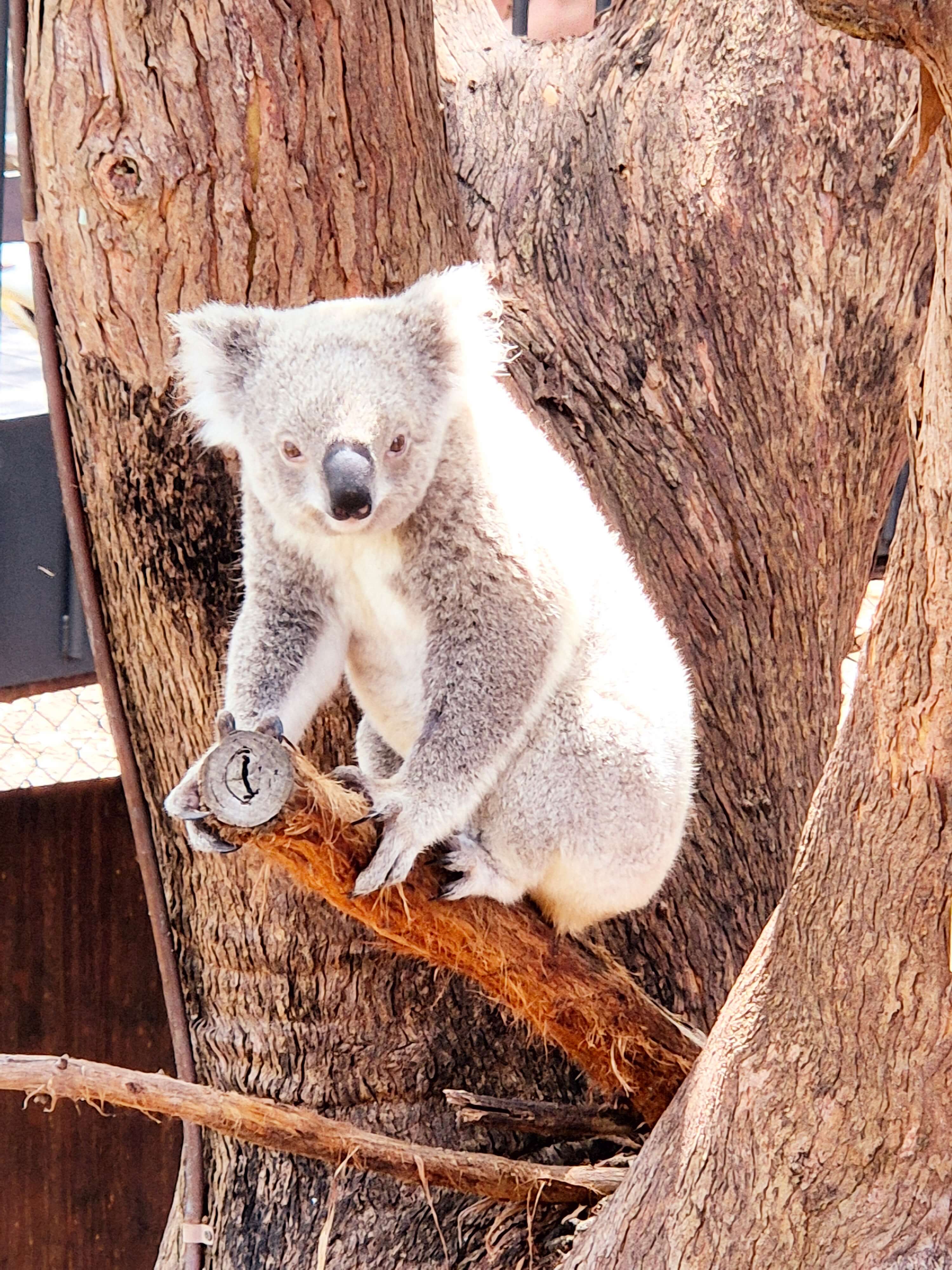koala