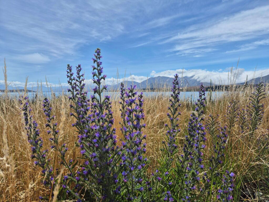 lake tekapo