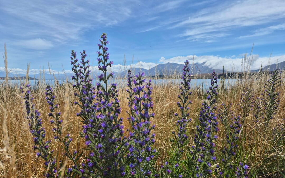 Lake Tekapo